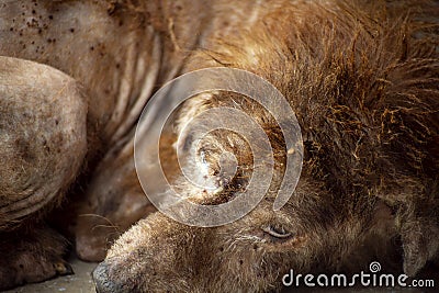 The dog was sick, unwell, thin and had ticks and fleas. Stock Photo