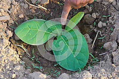 Disease on tobacco leaf. Stock Photo