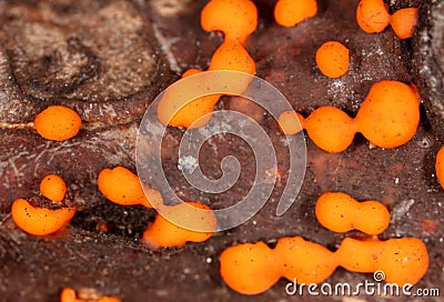 Disease on a tree branch. Orange mold Stock Photo