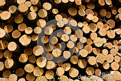 Diseased Ash Tree Removed log ends Stock Photo
