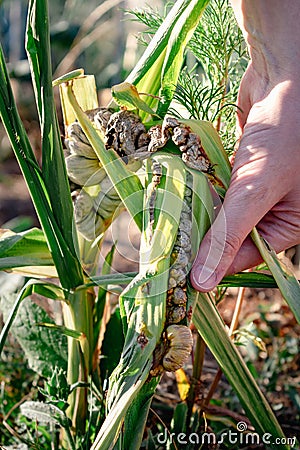 Diseased corn called corn smut, pathogenic fungus, ustilago maydis, in Mexico it is called huitlacoche or mexican truffle Stock Photo