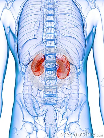 A diseased kidney Cartoon Illustration