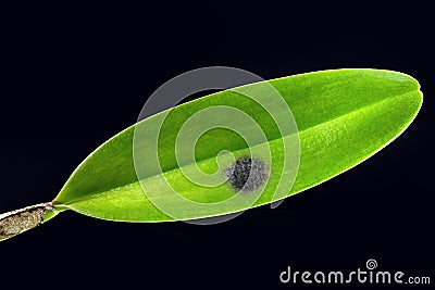 diseased orchid leaf with black fungi isolated background. Dying leaf bacterial rot Stock Photo