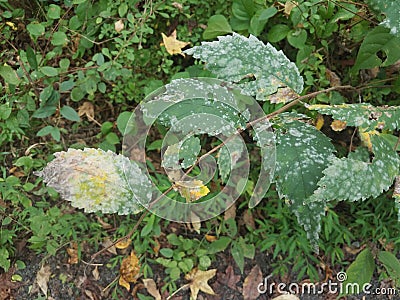 Diseased plant with green leaves with white patches Stock Photo