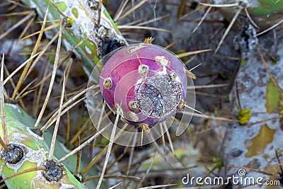 Prickly pear cactus affected by a pest Stock Photo