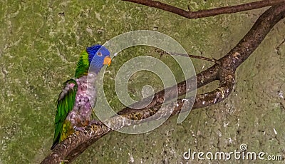 Diseased small parrot sitting on a branch in the aviary, bird with feather loss, bird with baldness Stock Photo