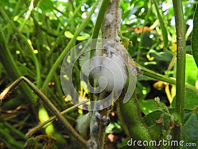 Diseased soybean with sclerotium stem rot (Sclerotinia sclerotiorum). Stock Photo