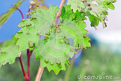 Diseases of grape leaves. caused by a parasite or insect, bites, living within the vines. Does not affect grapes Stock Photo