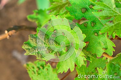 Diseases on the leaves of grapes. Sick leaves of vine in vineyard. Disease on leaf of vine Stock Photo