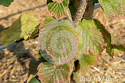 Diseases and pests of nuts and leaves of hazelnut bushes close-up. The concept of chemical garden protection Stock Photo