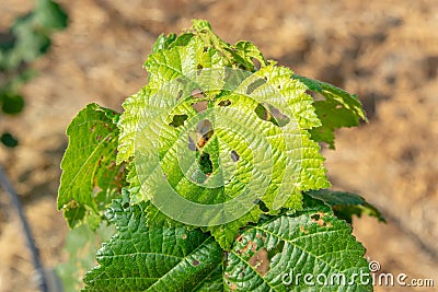 Diseases and pests of nuts and leaves of hazelnut bushes close-up. The concept of chemical garden protection Stock Photo
