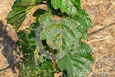 Diseases and pests of nuts and leaves of hazelnut bushes close-up. The concept of chemical garden protection Stock Photo