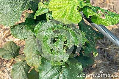 Diseases and pests of nuts and leaves of hazelnut bushes close-up. The concept of chemical garden protection Stock Photo