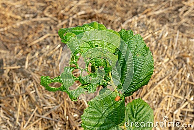 Diseases and pests of nuts and leaves of hazelnut bushes close-up. The concept of chemical garden protection Stock Photo