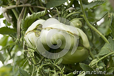 Diseases of tomatoes. Physiological disorder. Plant anomalies. Scarring and cracking. Ugly vegetable Stock Photo