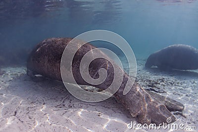 Disfigured manatee resting in shallow water Stock Photo