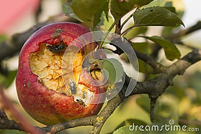 Disgusting apple Stock Photo