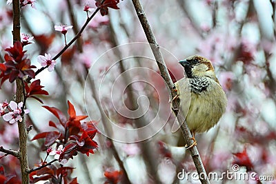 Disheveled little sparrow Stock Photo