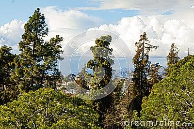 Disiduous and evergreen trees with buildings blue sky with clouds Stock Photo