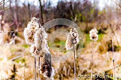 Disintegrating Bulrush Flower in beautiful British Columbia, Canada Stock Photo