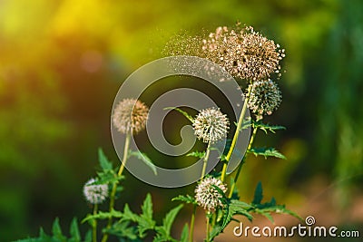 Disintegrating flower on green background Stock Photo