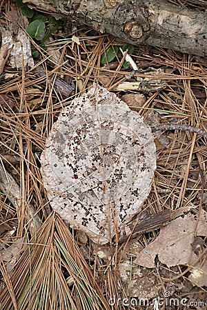 Disintegrating Leaf on the Forest Floor Stock Photo