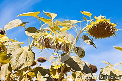 Disk heads of common sunflower ready for harvest, bend heavy in blue summer sky, peaceful sunny midday Stock Photo