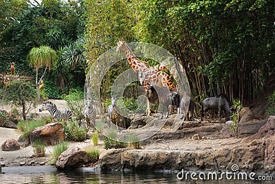 Disney Jungle Cruise Giraffe Zebra Antelope Editorial Stock Photo