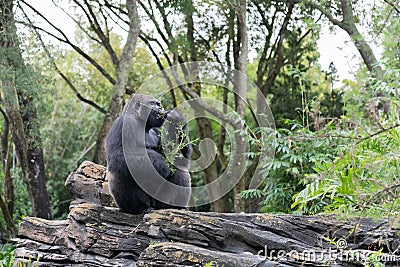 Disney`s Animal Kingdom in Orlando, Florida. Editorial Stock Photo