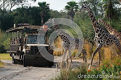 Disney World Kilimanjaro Safari Animal Kindom Editorial Stock Photo