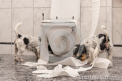 Disobedient dogs are making a mess in the apartment. Little destroyer Jack Russell Terrier Stock Photo