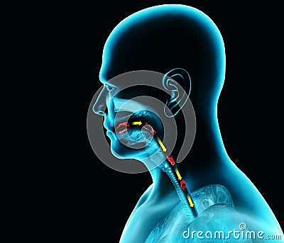 Disorders of swallowing, dysphagia. Pharyngeal and esophageal dysphagia. Oral phase. The path of food, the act of swallowing Stock Photo