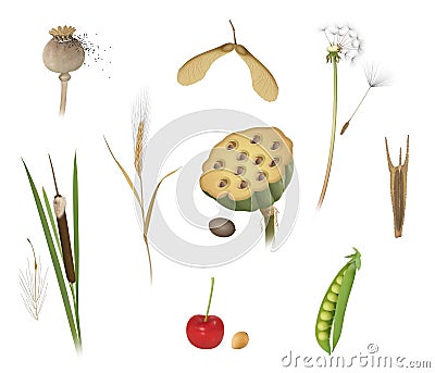 Dispersal of fruits and seeds Stock Photo