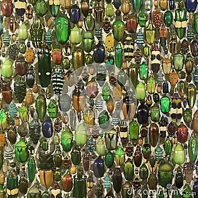 Display of Beetles, Montreal Insectarium Editorial Stock Photo