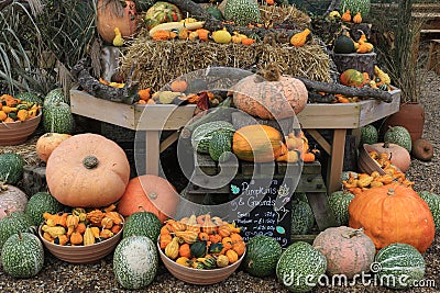 Autumn Pumpkins and Gourds Stock Photo