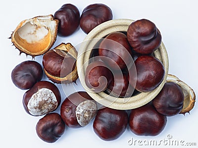 Display of Conkers in autumn in UK Stock Photo