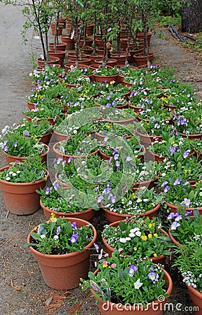 Display of flowers and plants with descriptive tags at local nursery Stock Photo