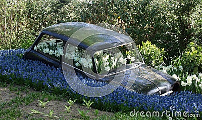 Display in Keukenhof Gardens with old mini car, daffodils and grape hyacinths Editorial Stock Photo