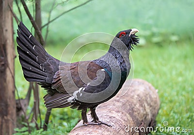 Displaying male mountain standing on a tree trunk Stock Photo