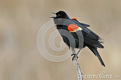 Displaying male Red Winged Blackbird, Agelaius phoeniceus Stock Photo