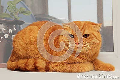 Displeased scottish fold red cat Stock Photo