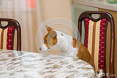 Dissatisfied basenji in angry mood Stock Photo