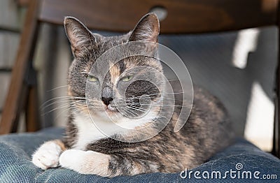 Dissatisfied cat lies on a soft chair and looks suspiciously narrowed eyes. Stock Photo