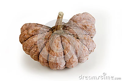 Dissect the pumpkin in longtime Stock Photo
