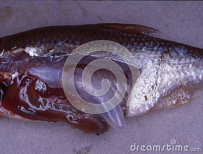 dissected trout with dander Stock Photo