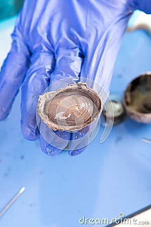 Dissecting a sheep eyeball fro anatomy class Stock Photo