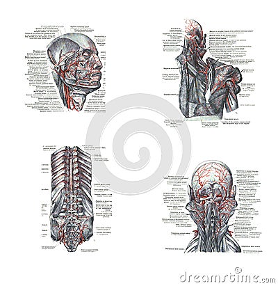 Dissection of the human head Stock Photo