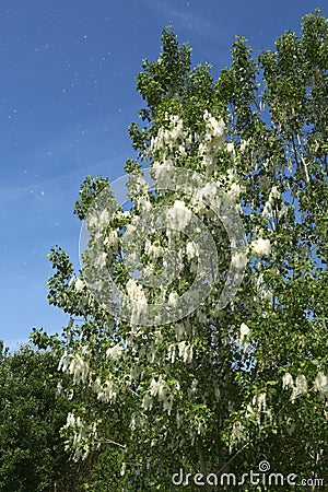 Dissemination of the poplar Stock Photo