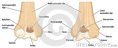 The distal humerus Vector Illustration