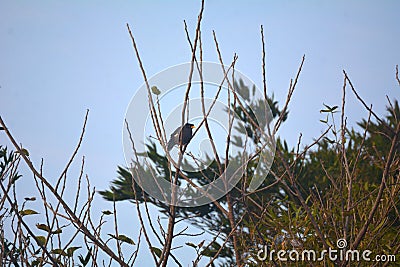 Acridotheres javanicus on a distant treetop Stock Photo